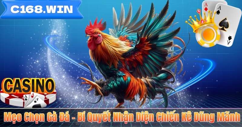 Mẹo Chọn Gà Đá – Bí Quyết Nhận Diện Chiến Kê Dũng Mãnh